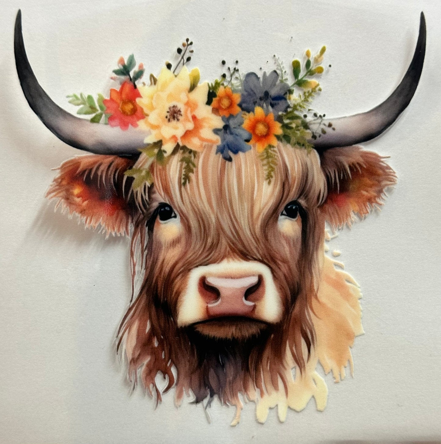Highland Cow